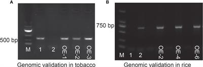 Overexpression of Maize ZmMYB59 Gene Plays a Negative Regulatory Role in Seed Germination in Nicotiana tabacum and Oryza sativa